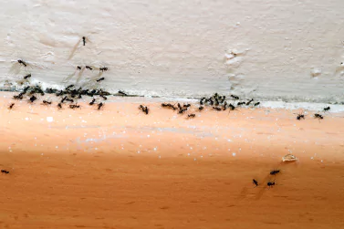 Ant Control Camberwell