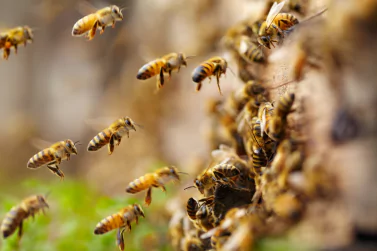 Bees Control Camberwell