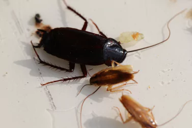 Cockroach Control Camberwell
