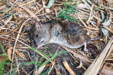 Dead Animal Removal Camberwell