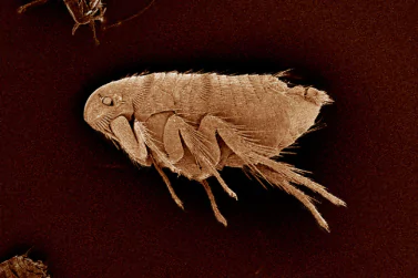 Flea Control Camberwell