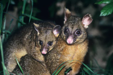 Possum Removal Camberwell