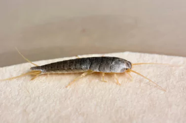 Silverfish Control Camberwell