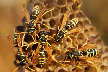 Wasp Control Camberwell